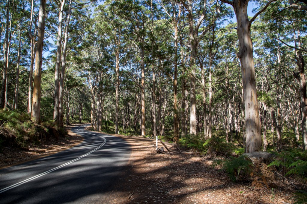 Great southern forests
